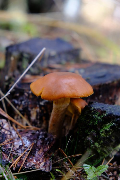 Free Macro shot of a brown mushroom growing on mossy wood in a natural forest setting. Stock Photo