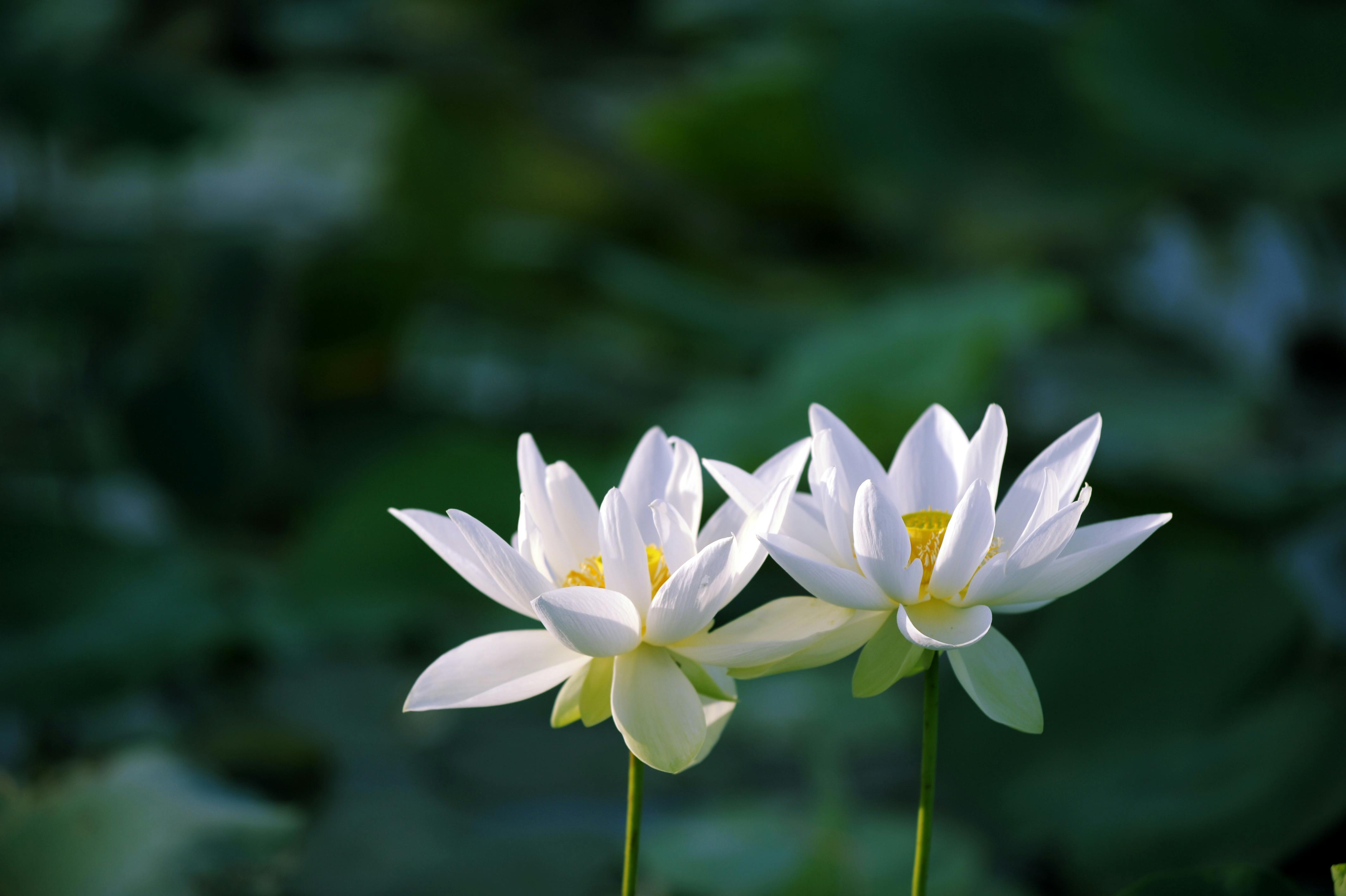 Descubre Mindfulness Express Adios Estres En 10