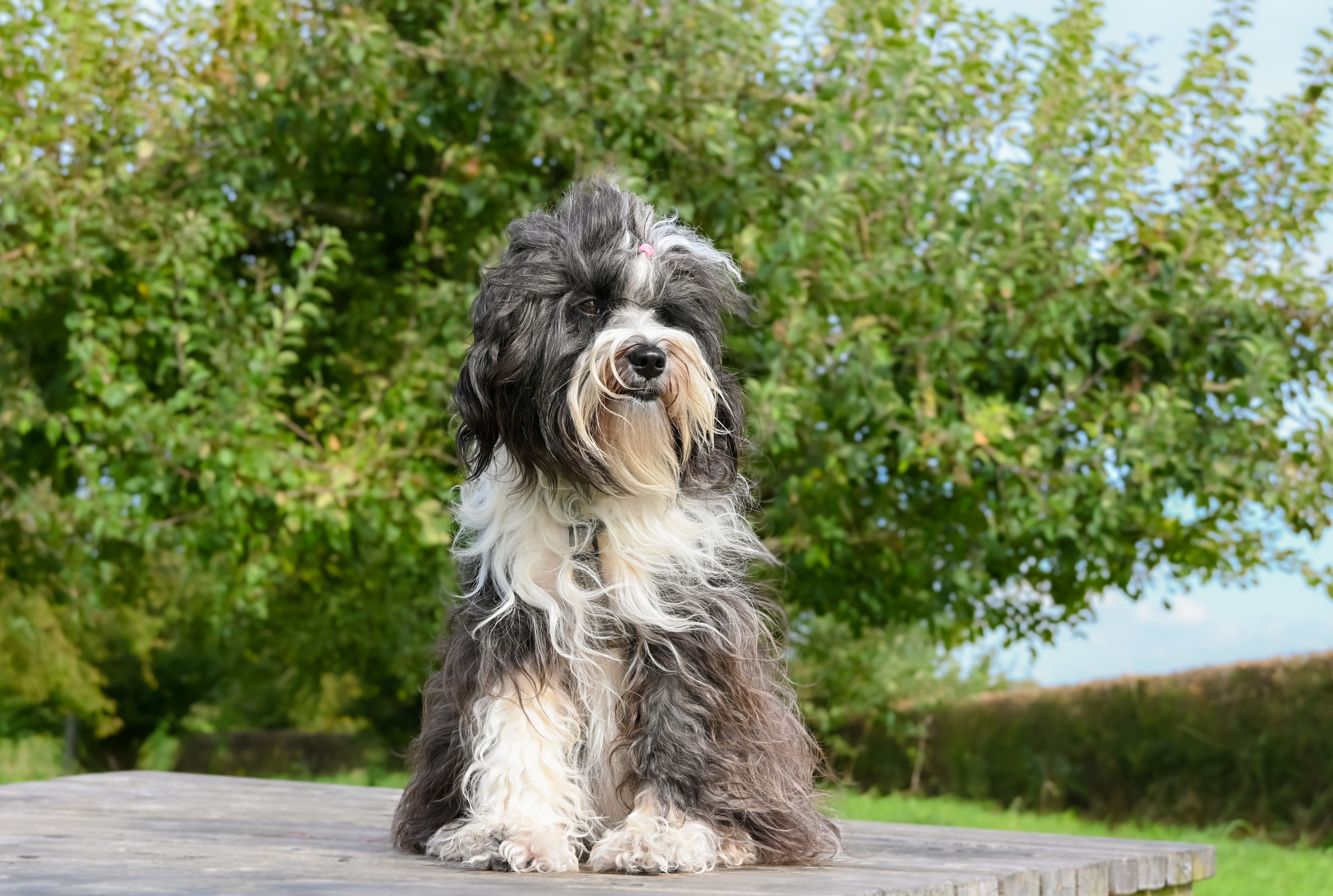 Διατροφή Tibetan Terrier: Τι Τρώει & Φροντίδα Διπλού Τριχώματος
