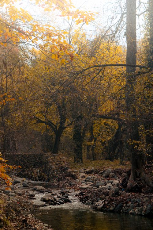 Free A peaceful autumn forest with colorful leaves and a flowing stream in Srinagar. Stock Photo