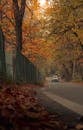 Scenic Fall Road in Srinagar with Autumn Leaves