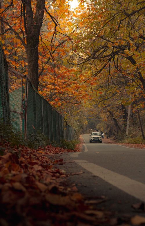Free A serene autumn road in Srinagar adorned with vibrant fall foliage, creating a picturesque landscape. Stock Photo
