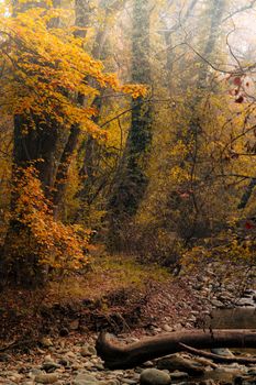 Tranquil autumn scenery in Srinagar with vibrant foliage and serene forest path.