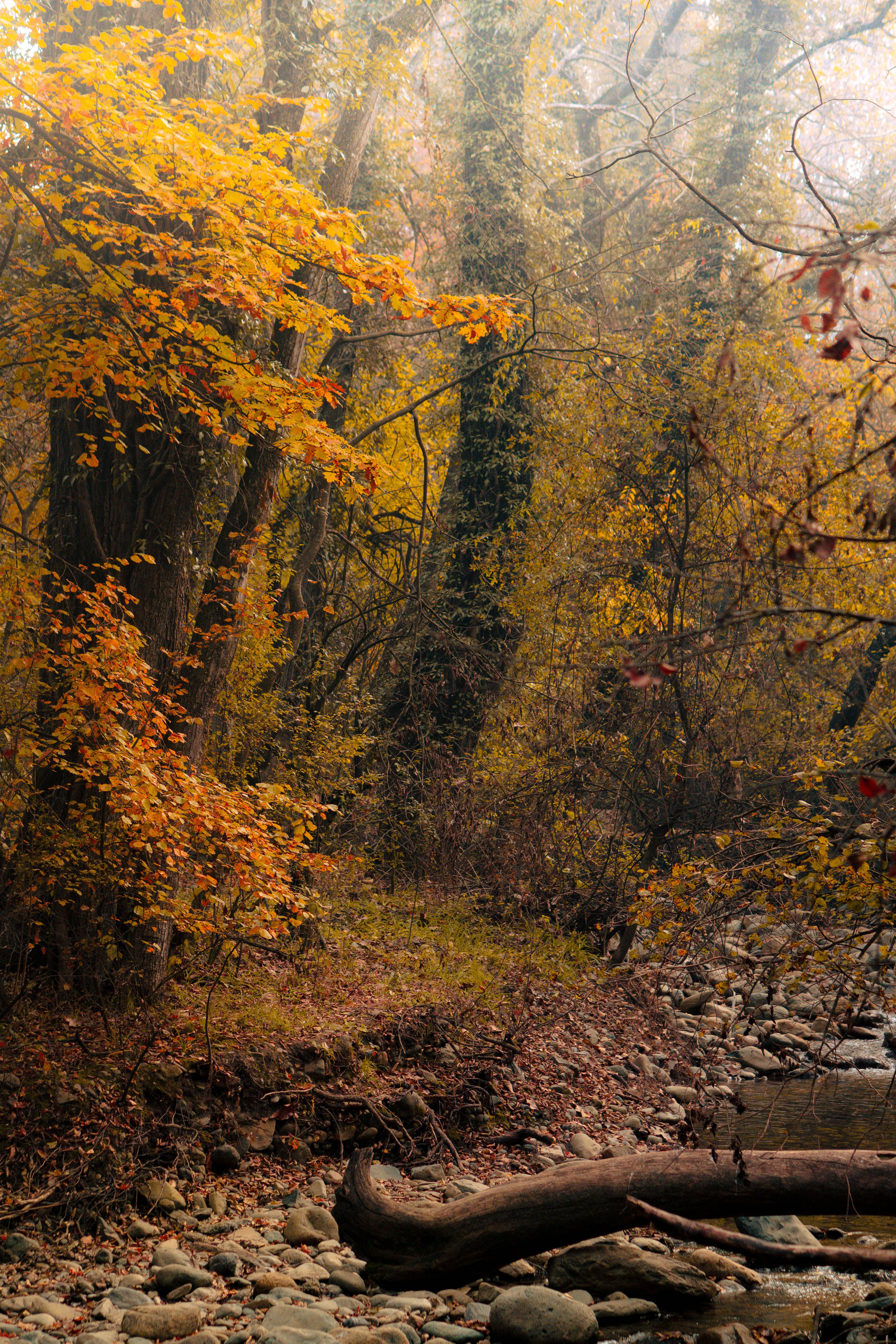 Serene Autumn Forest in Srinagar · Free Stock Photo