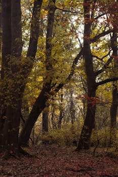 Captivating fall foliage in a tranquil Srinagar forest, showcasing vibrant autumn colors.