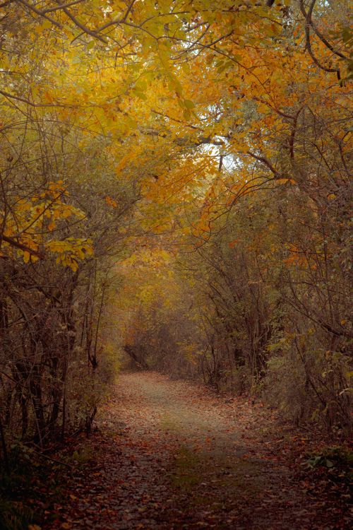 Free Discover the serene beauty of an autumn forest path in Srinagar, captured in vibrant fall colors. Stock Photo
