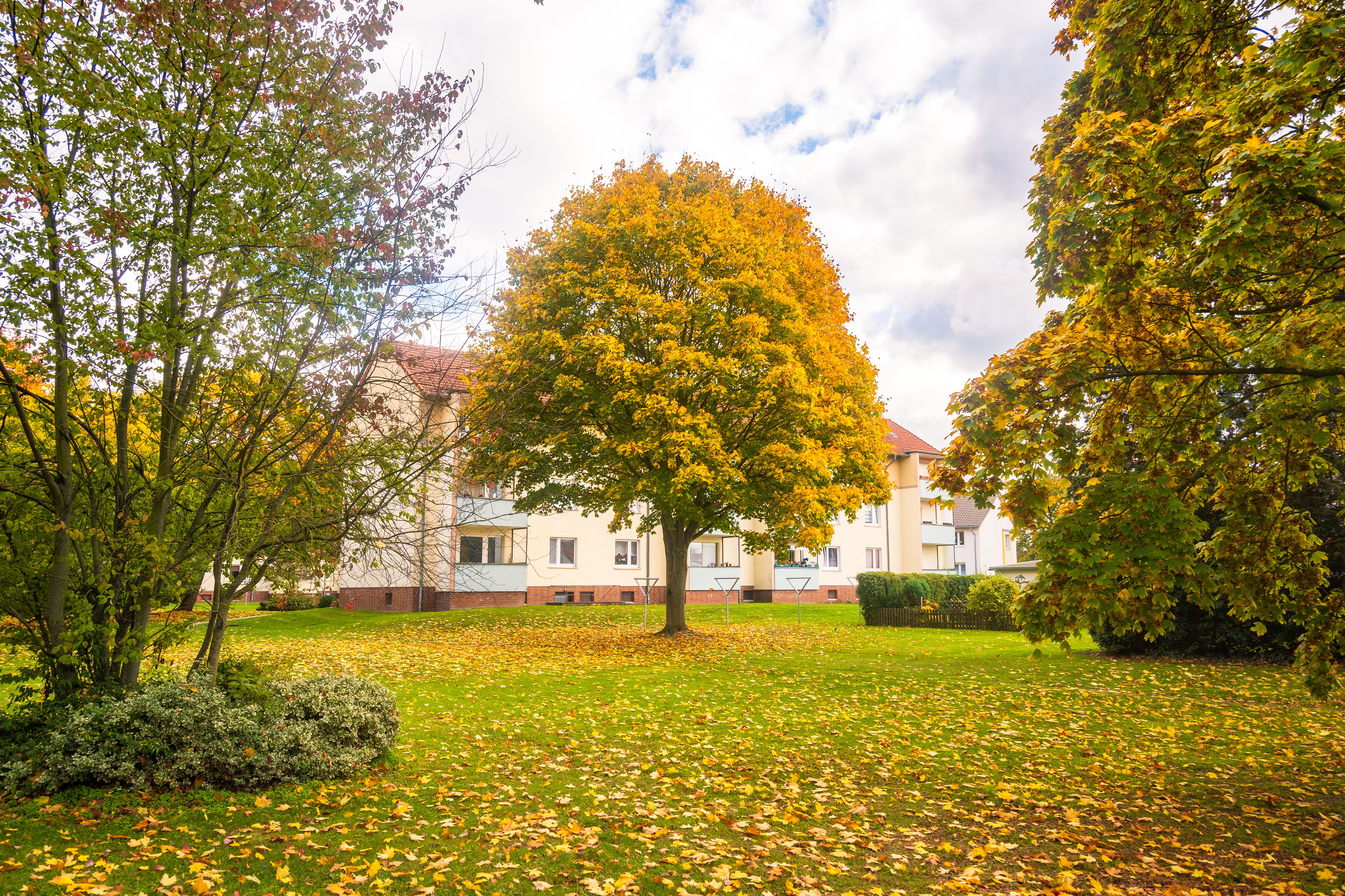 Professionelle Vitalitätsdiagnose an Stadtbäumen