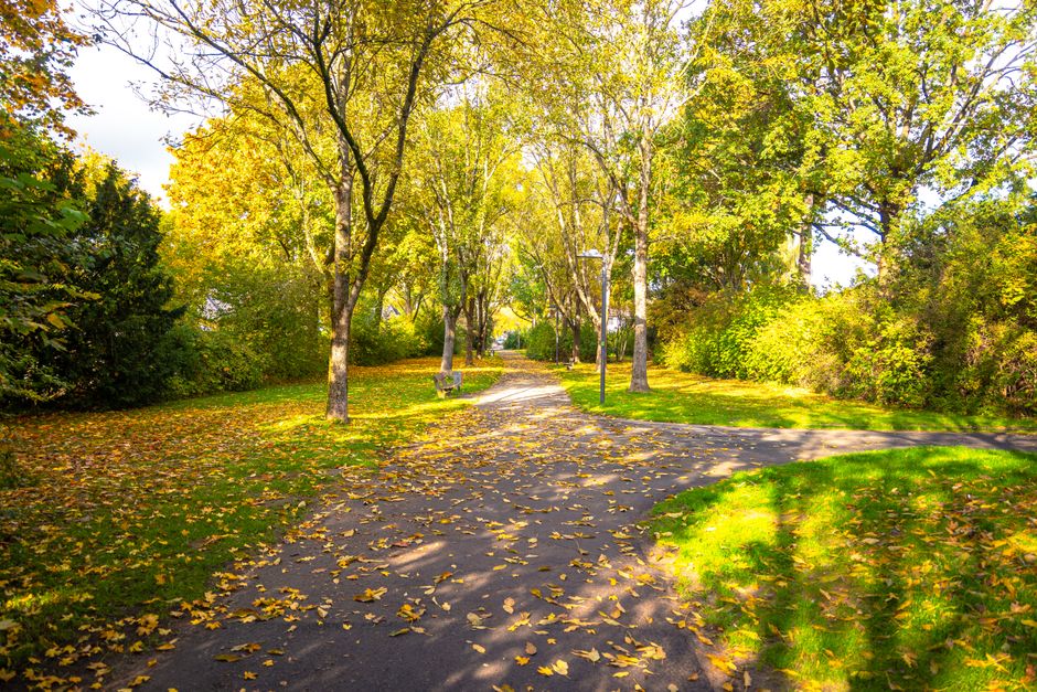 Scenic autumn pathway in Lower Saxony, Germany, surrounded by vibrant fall foliage.