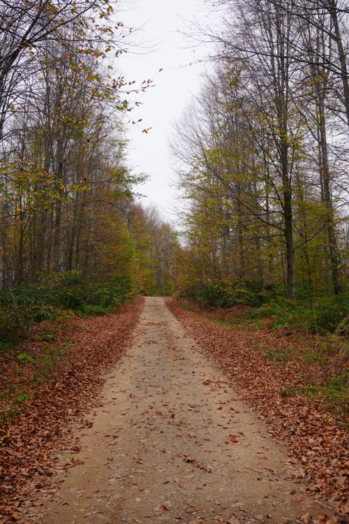 Free Serene dirt pathway through a colorful autumn forest, perfect for seasonal nature scenes. Stock Photo