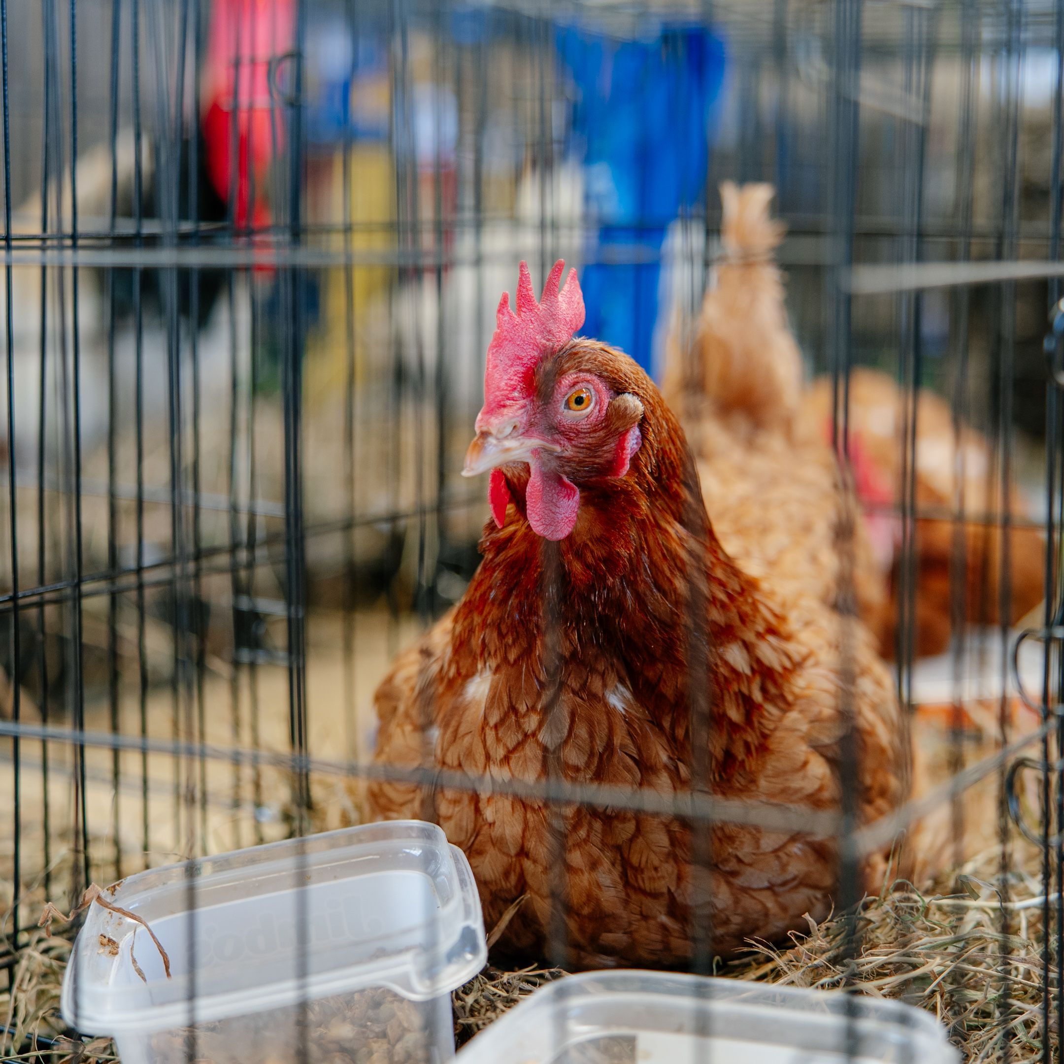 Hen in Wire Cage at Local Farmers Market · Free Stock Photo
