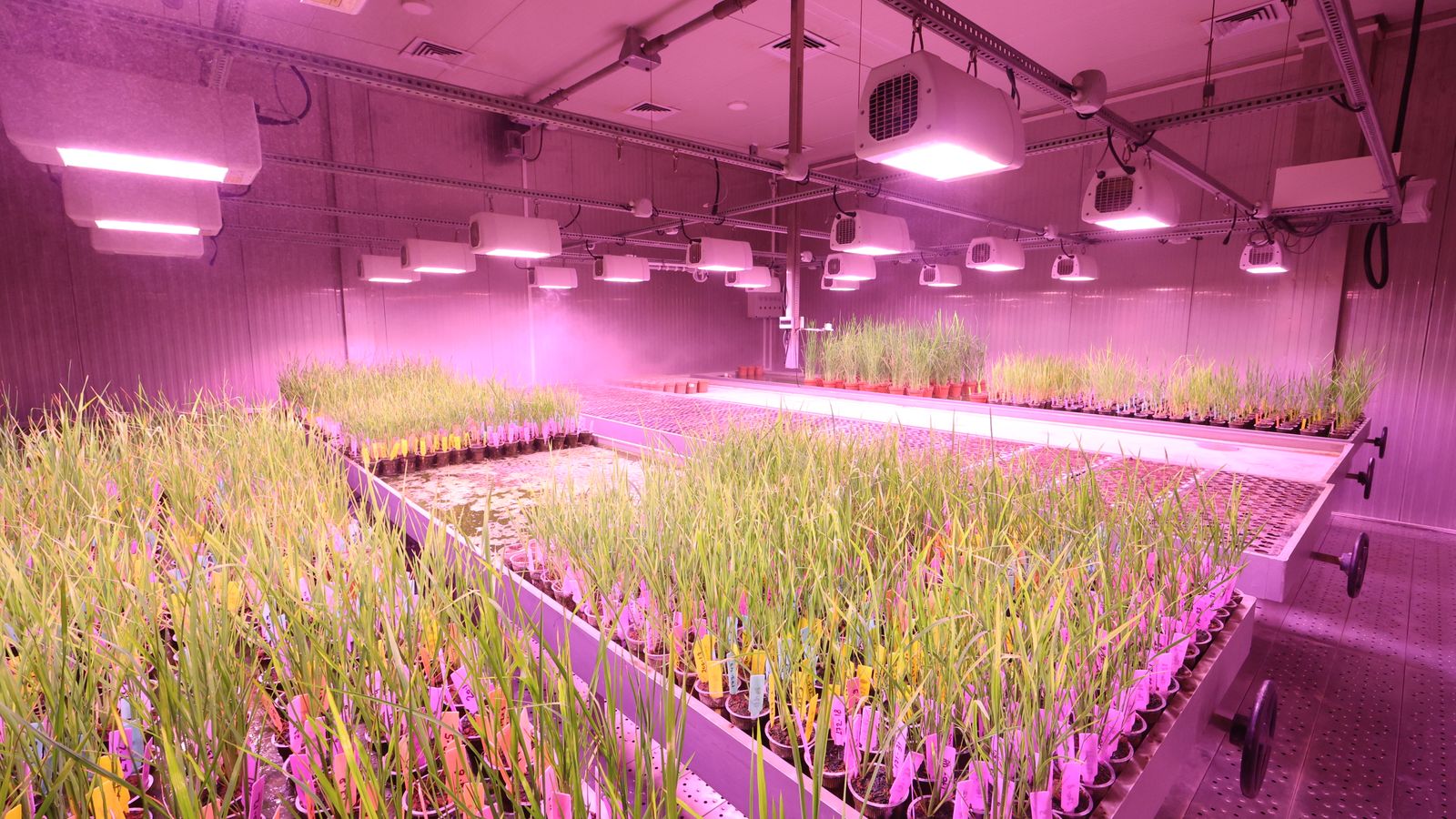 High-tech indoor plant laboratory using LED lights for research.