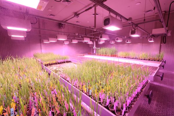 Tissue culture lab facility