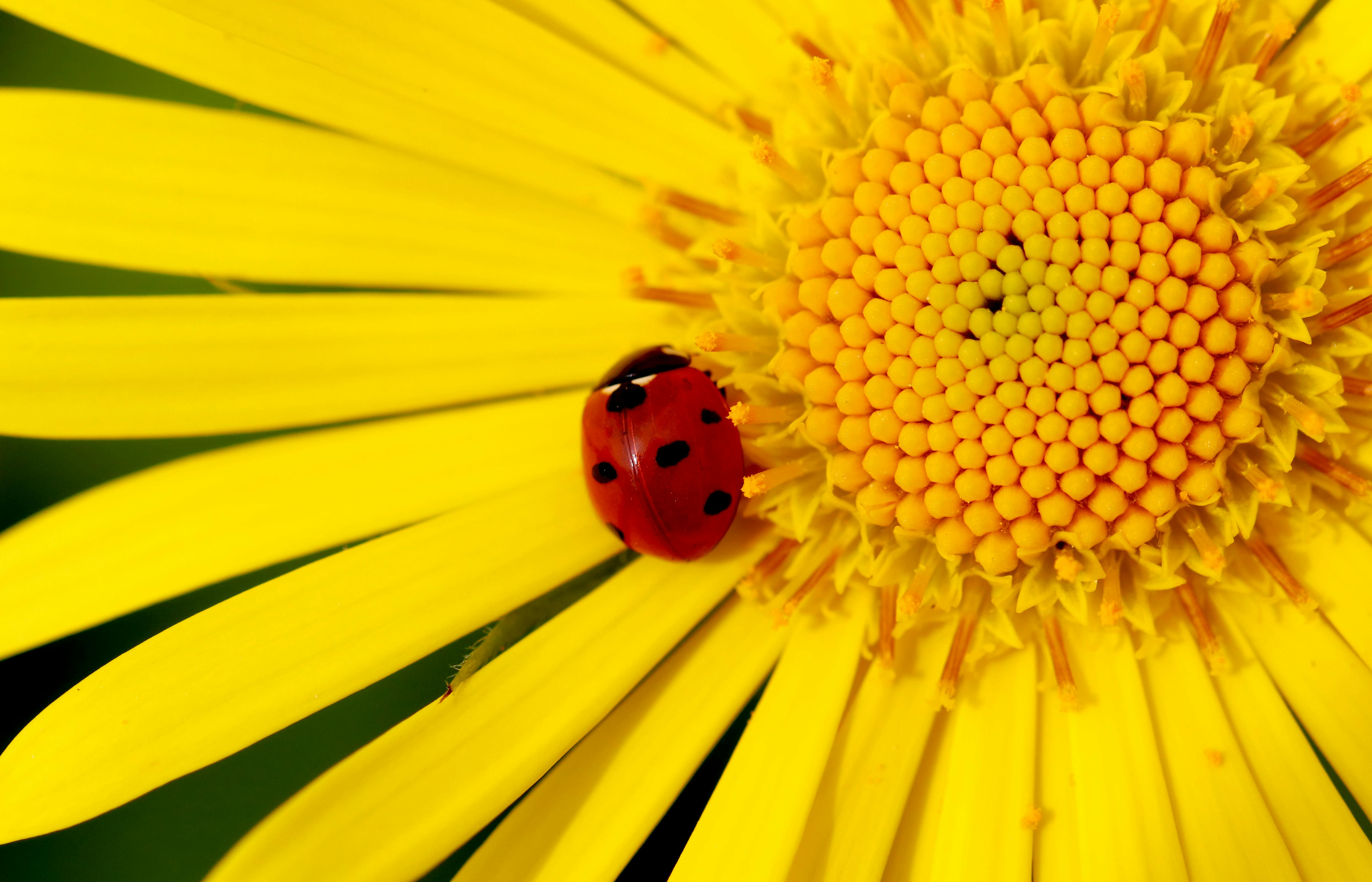 Biointegración Floral para la Conservación de Coccinélidos y Control Biológico