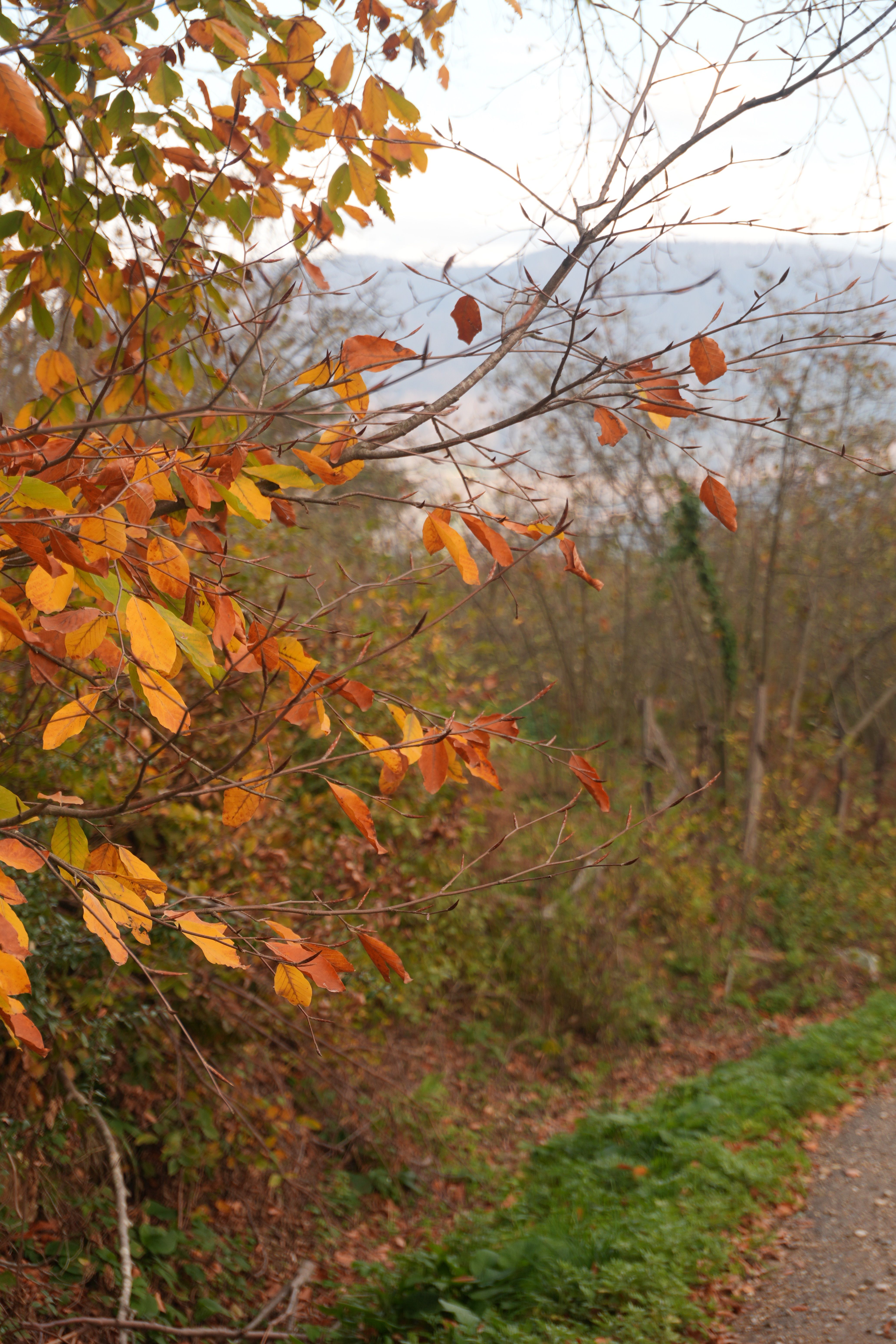 Serene Autumn Pathway with Vibrant Foliage · Free Stock Photo