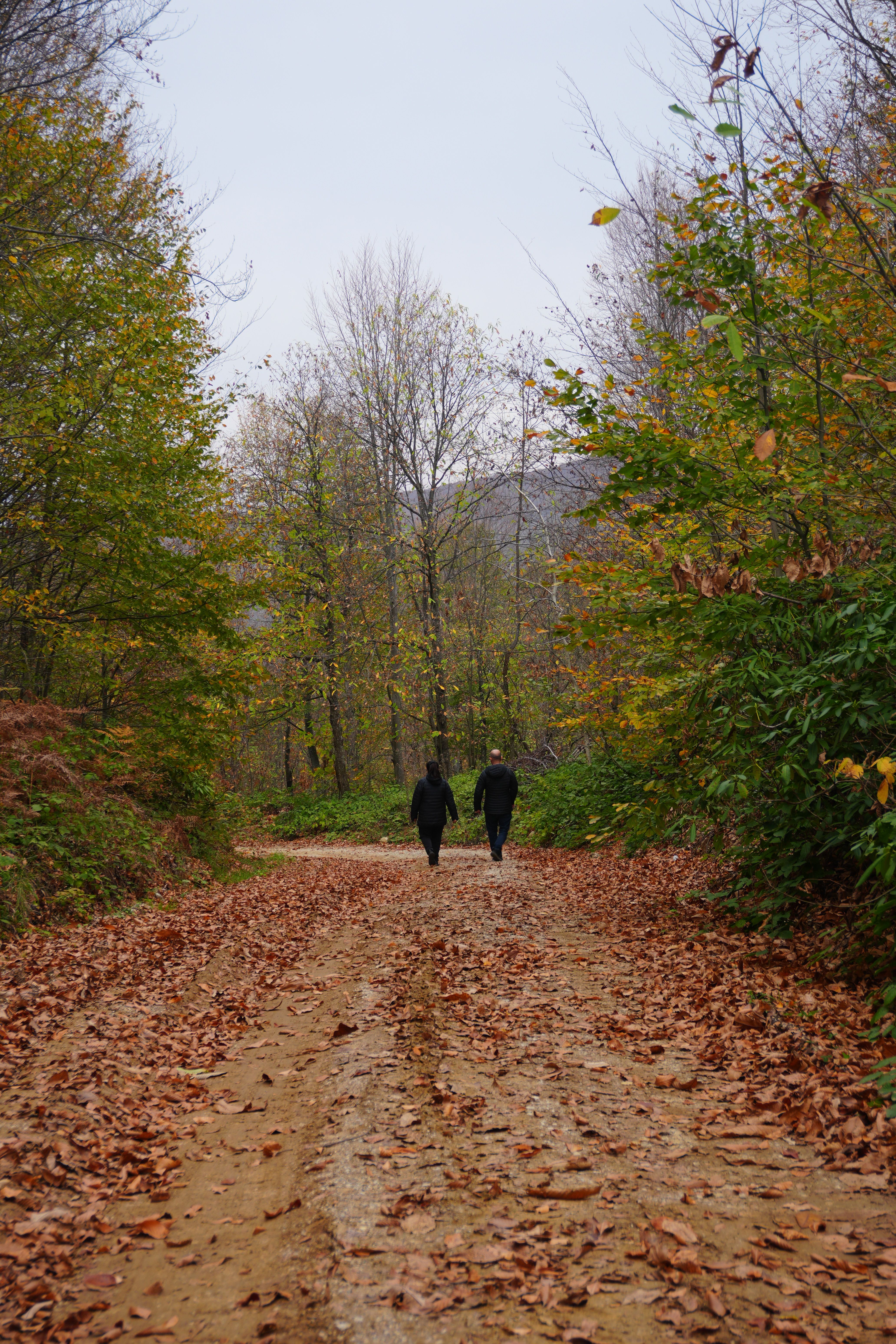 Autumn Walk in a Tranquil Forest Path · Free Stock Photo