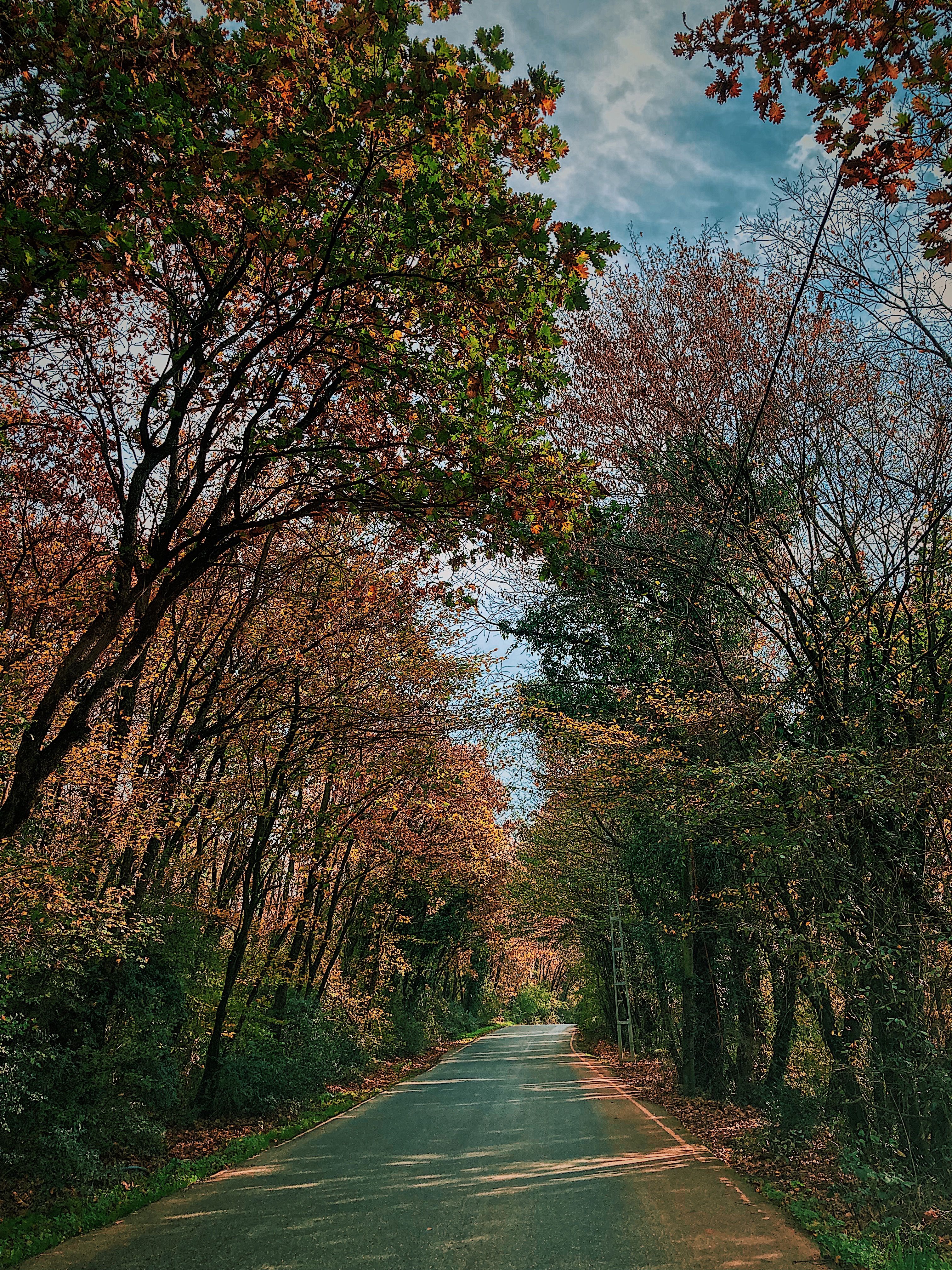 Scenic Autumn Road in İstanbul's Forests · Free Stock Photo