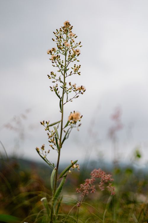 Free Elegant wildflower blooming under a cloudy sky, showcasing nature's untouched beauty. Stock Photo