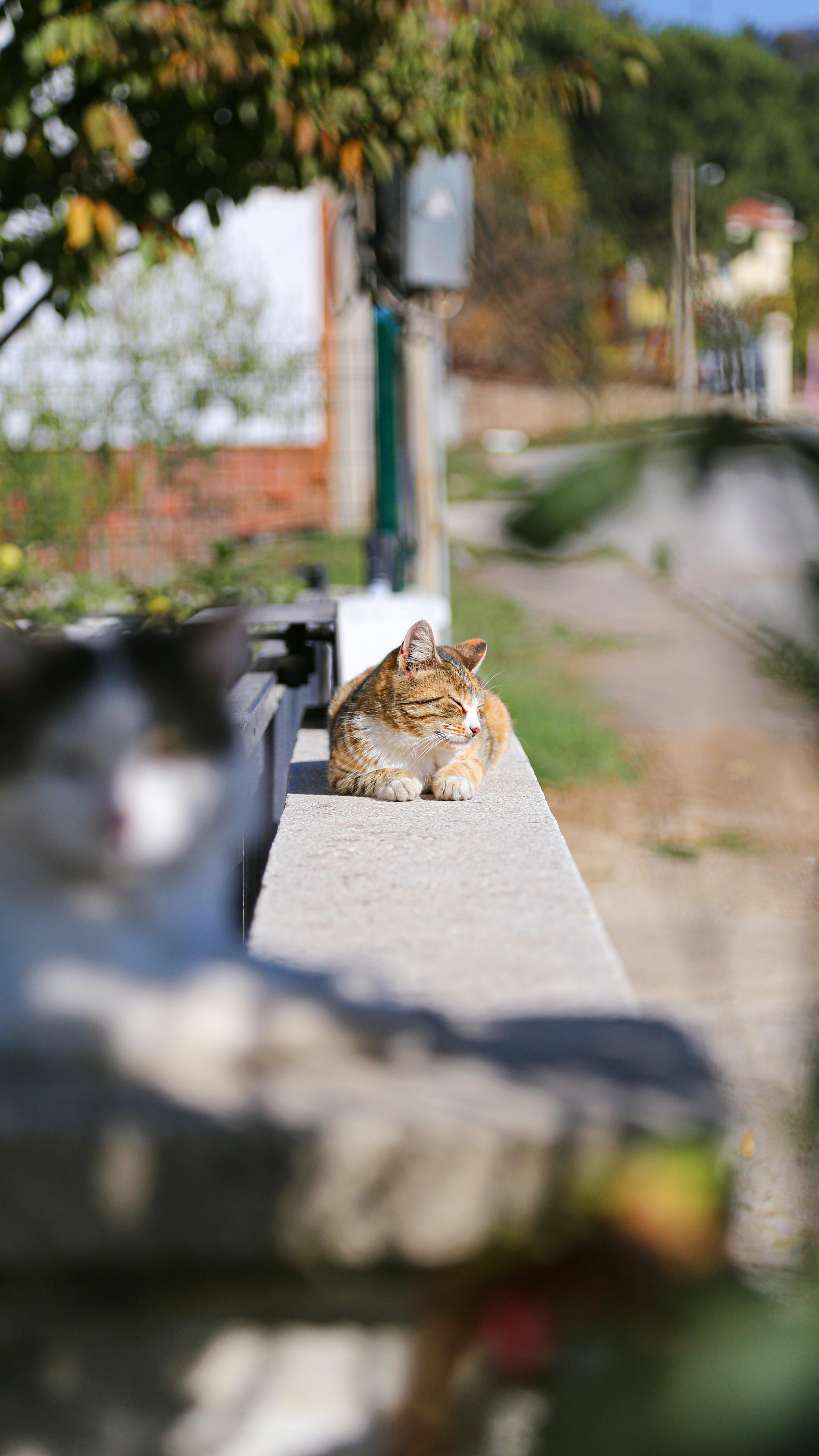 Idle+(Python+3. Photos, Download The BEST Free Idle+(Python+3. Stock ...