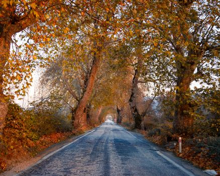 Beautiful road lined with autumn trees showcasing vibrant fall foliage in warm hues.