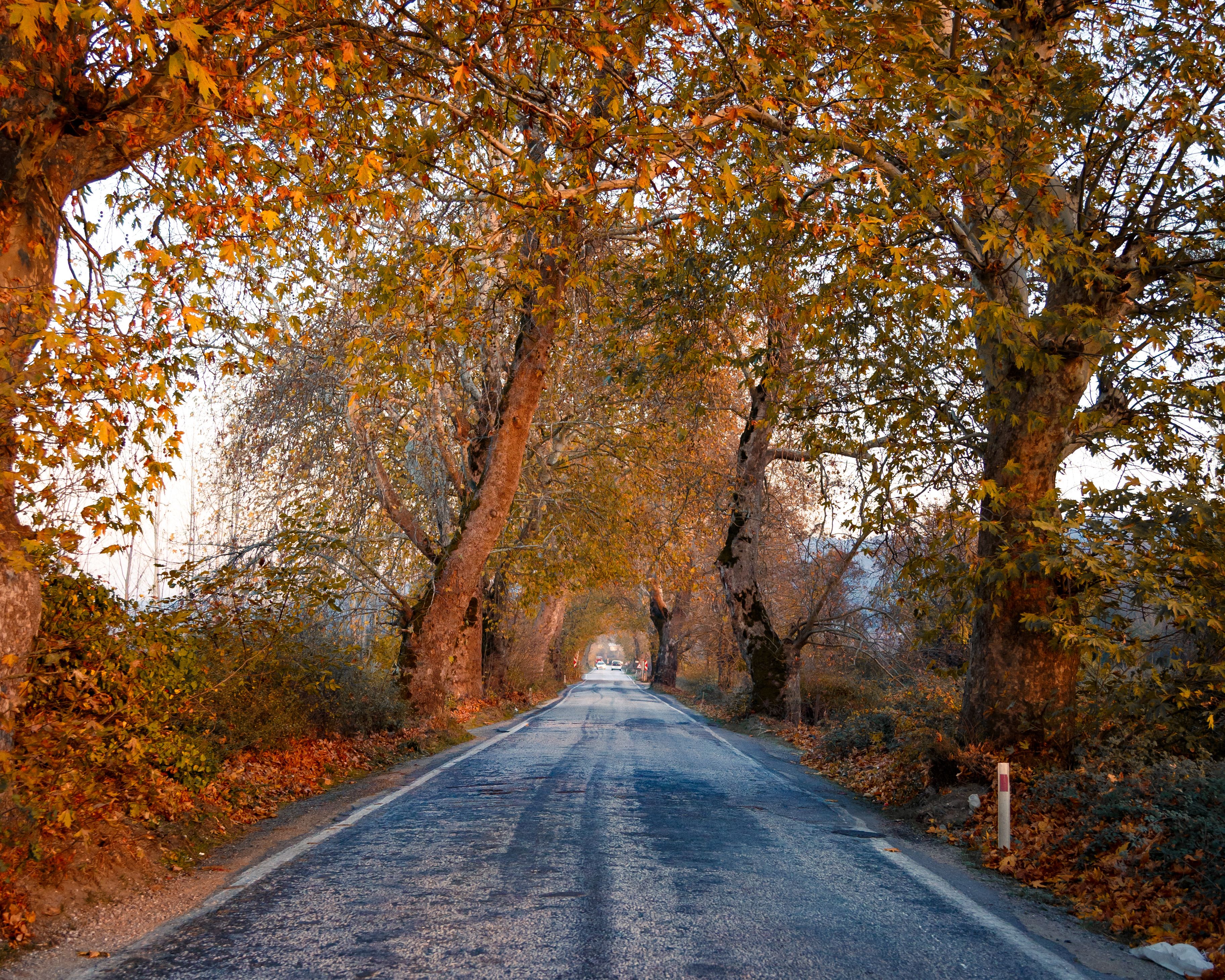 Enchanting Autumn Road Lined with Trees · Free Stock Photo
