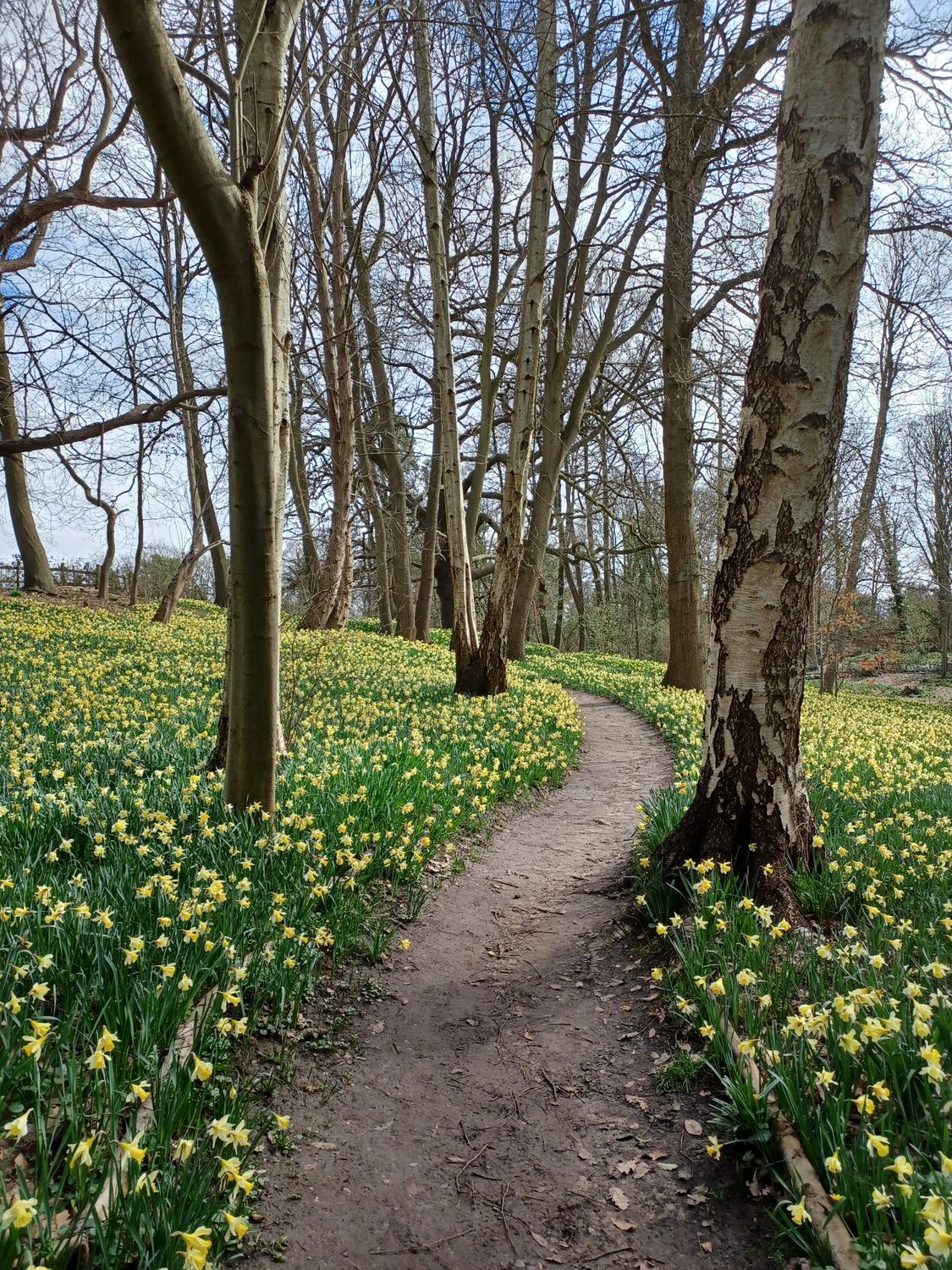 Serene Forest Path Through Spring Daffodils · Free Stock Photo