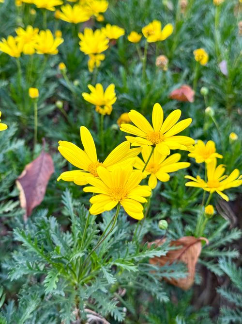 Free Close-up of vibrant yellow daisies in a lush green field on a sunny day. Stock Photo