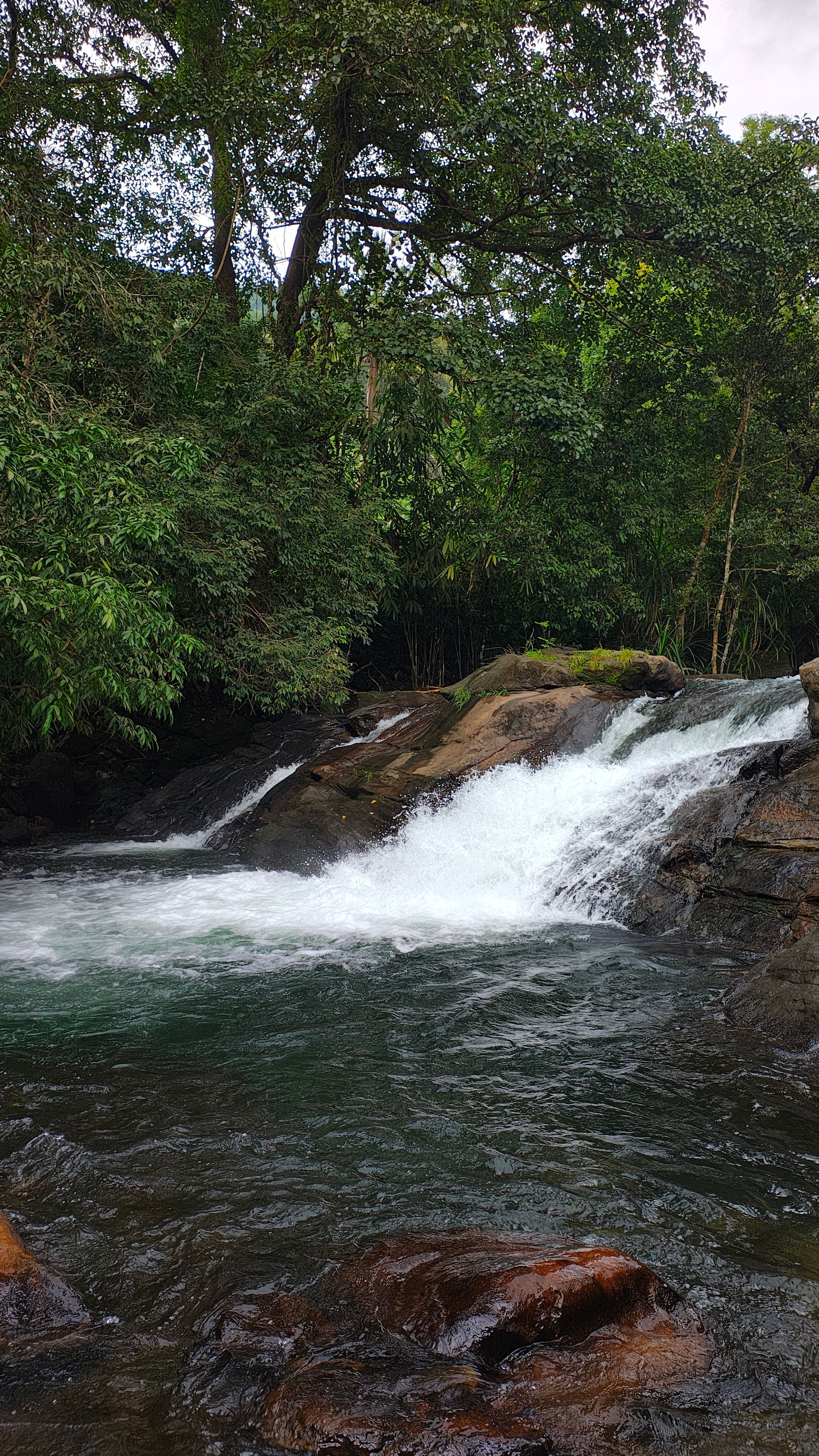 Serene Waterfall in Lush Green Forest · Free Stock Photo