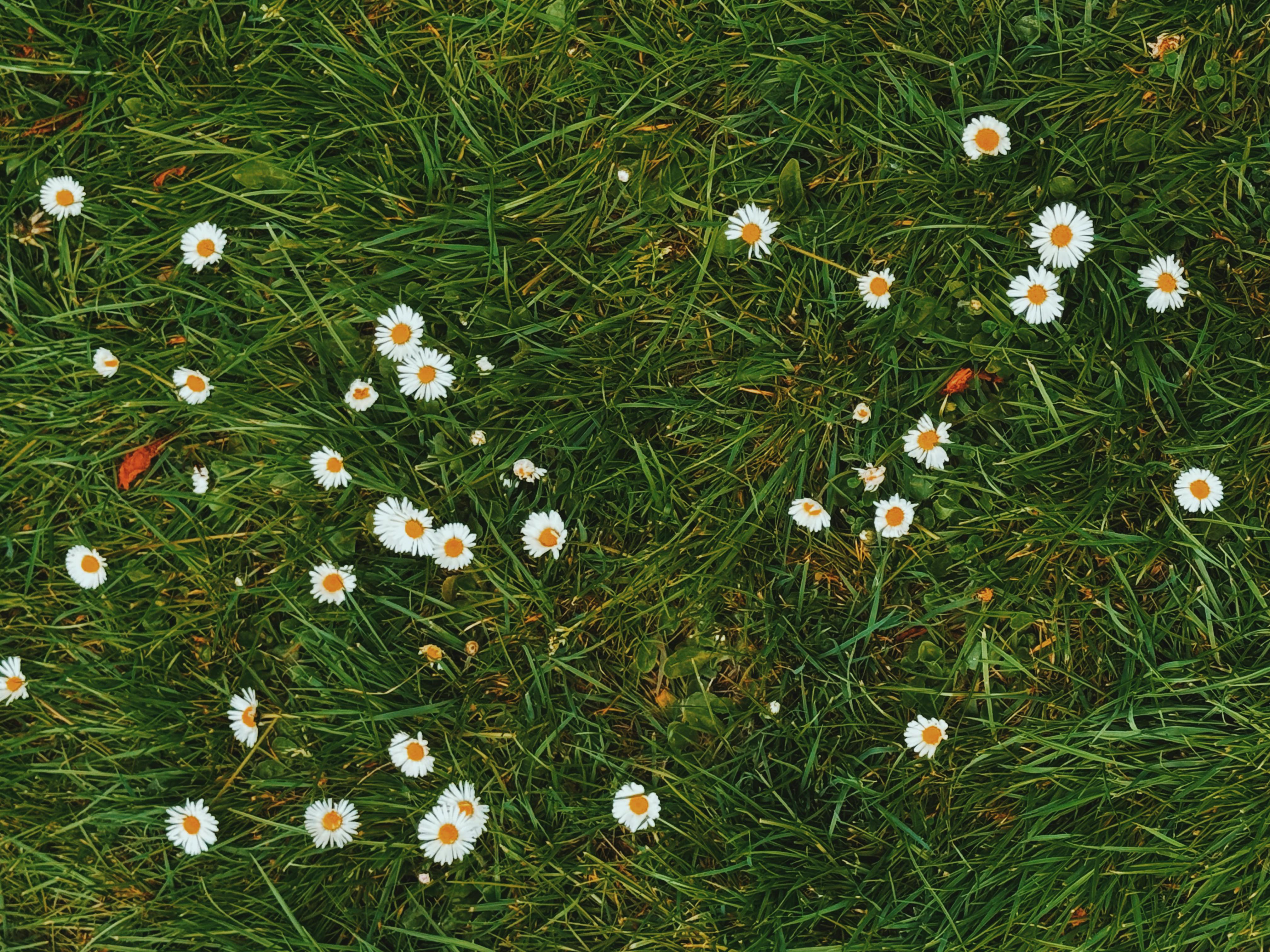 免費 翠綠的草地上點綴著朵朵白色雛菊，構成了一幅生氣勃勃的春日景象。 圖庫相片