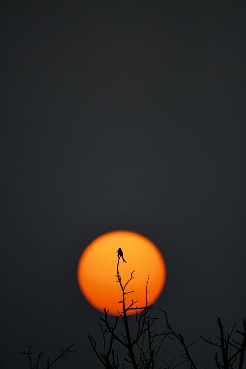 Free Dramatic silhouette of a bird on a branch against a vivid orange sunset. Stock Photo