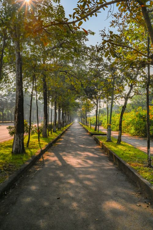 Free A peaceful tree-lined pathway bathed in sunlight, perfect for a tranquil walk. Stock Photo