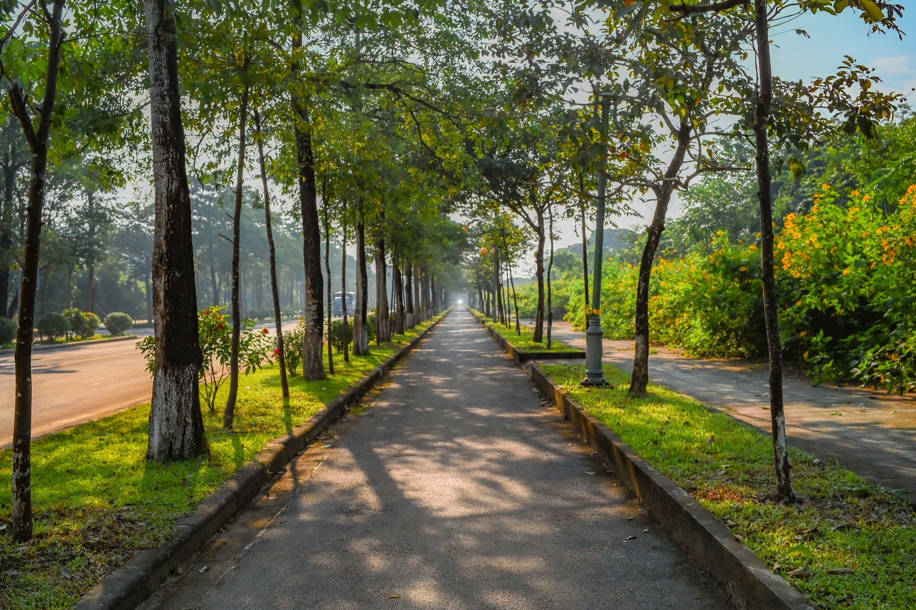 Scenic view of a tree-lined pathway in a lush green park during daylight.