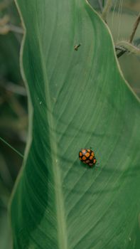 Close-up photo of a ladybug on a green leaf, showcasing nature's detail.