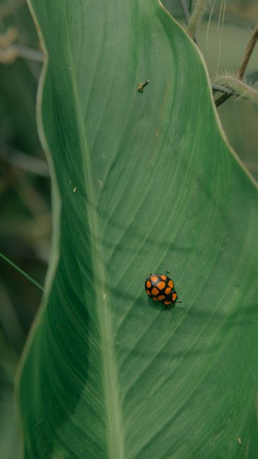 Close-up photo of a ladybug on a green leaf, showcasing nature's detail.