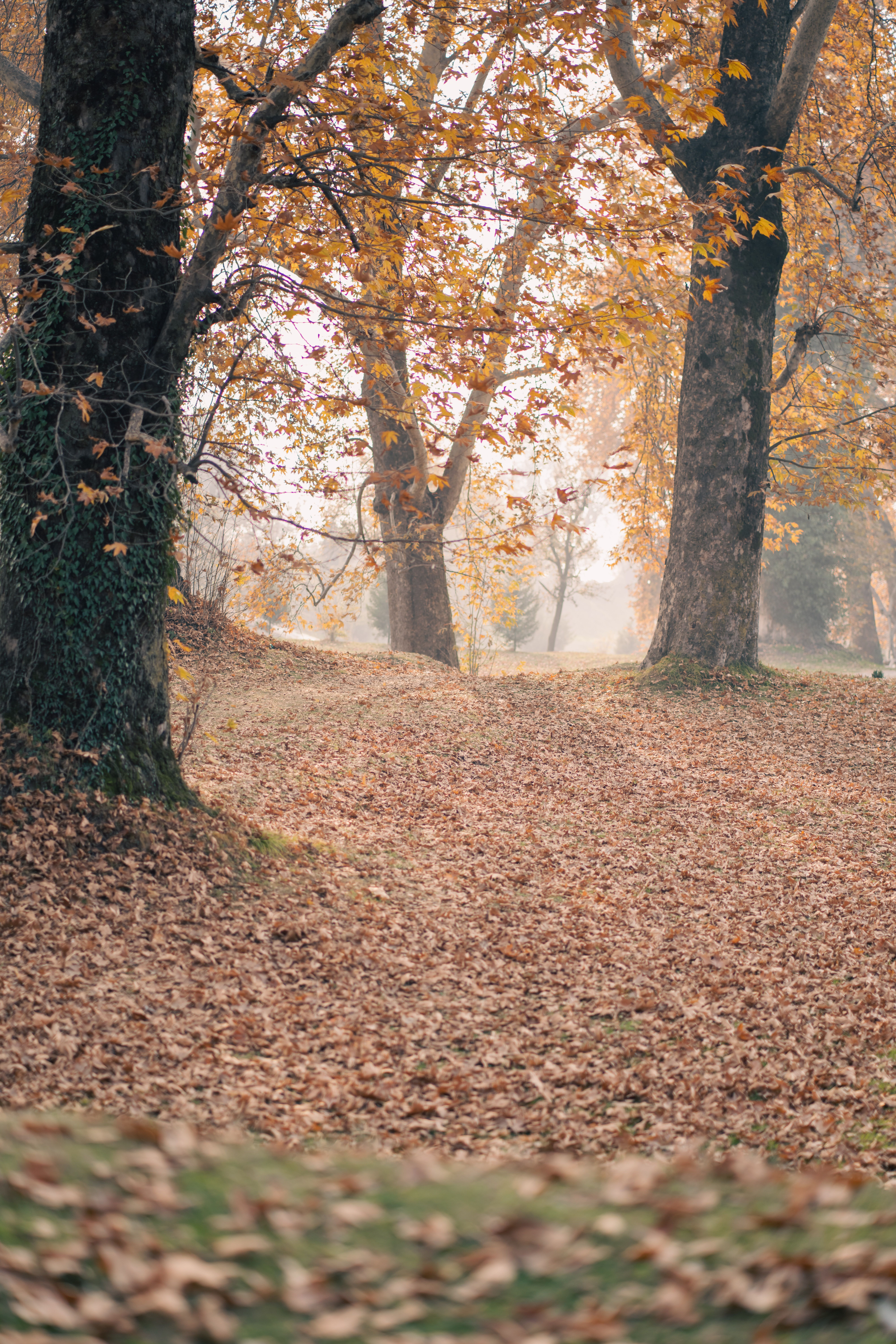A tranquil autumn scene in Srinagar with colorful foliage and fallen leaves creating a picturesque setting.