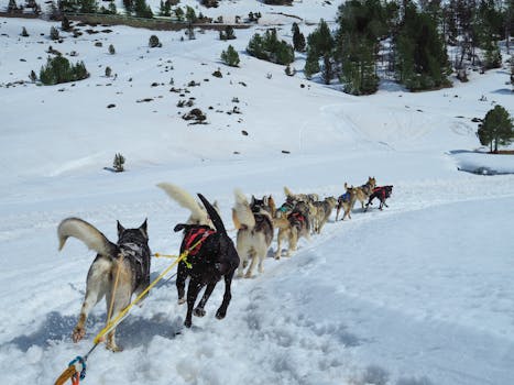 Exciting dog sledding experience in Andorra's snowy winter landscape with Siberian Huskies.