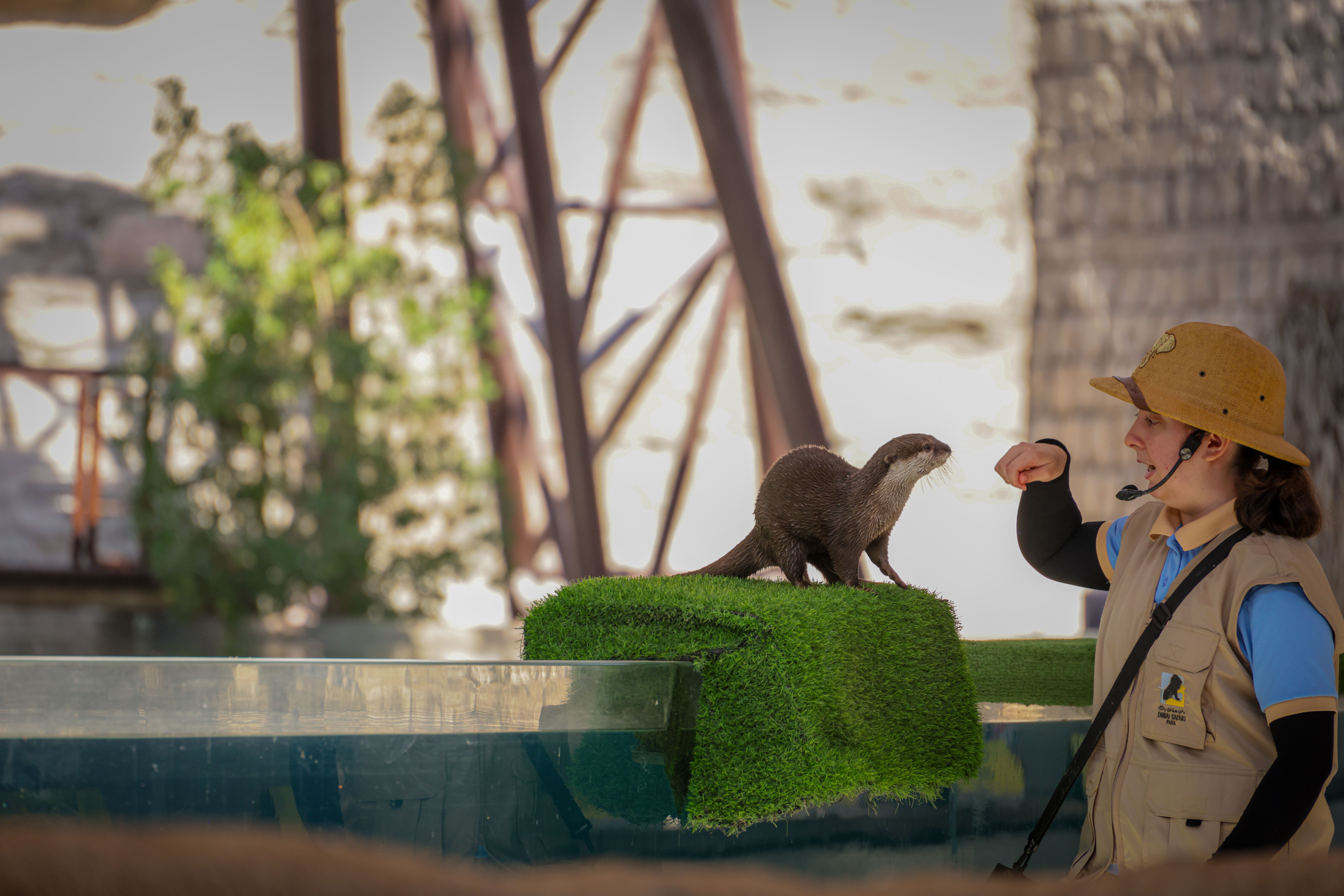 Animal Trainer Interacting with Otter at Zoo · Free Stock Photo