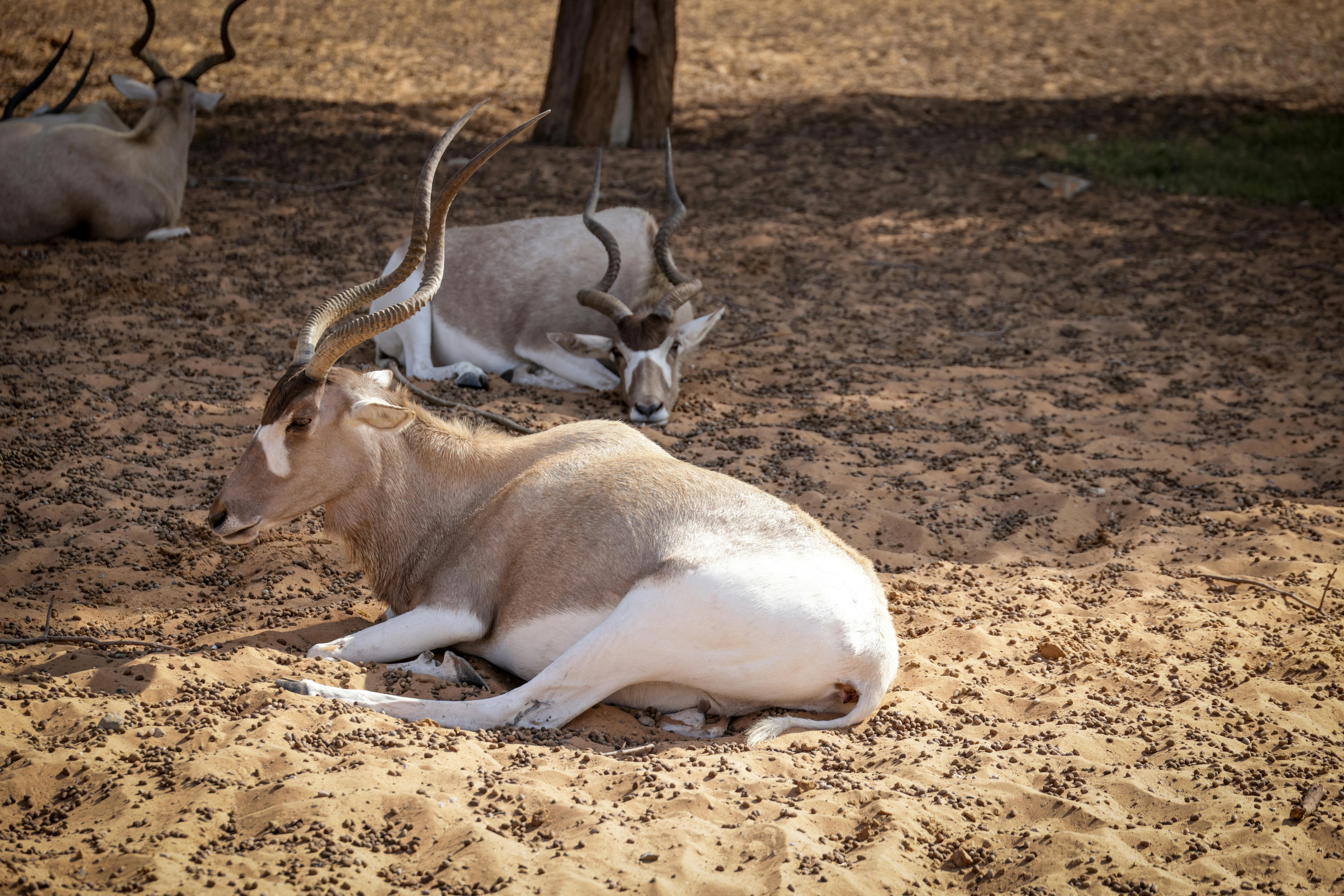 Gratuit Groupe d'antilopes au repos, dont des addax, dans un décor désertique, reconnaissables à leurs cornes incurvées uniques. Photos