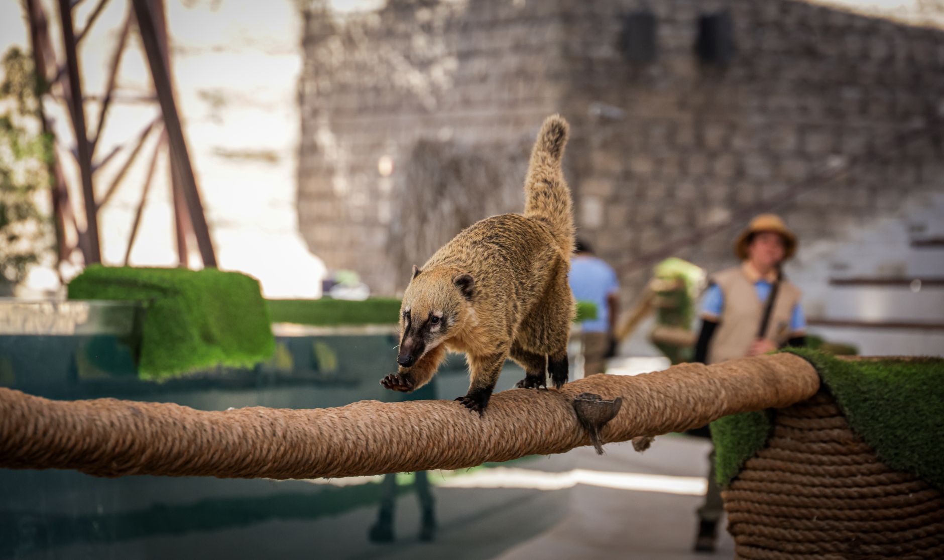 Climber Animals Wiki - Complete Guide