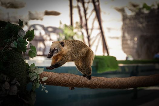 A coati skillfully balances on a rope in a zoo enclosure, surrounded by greenery.