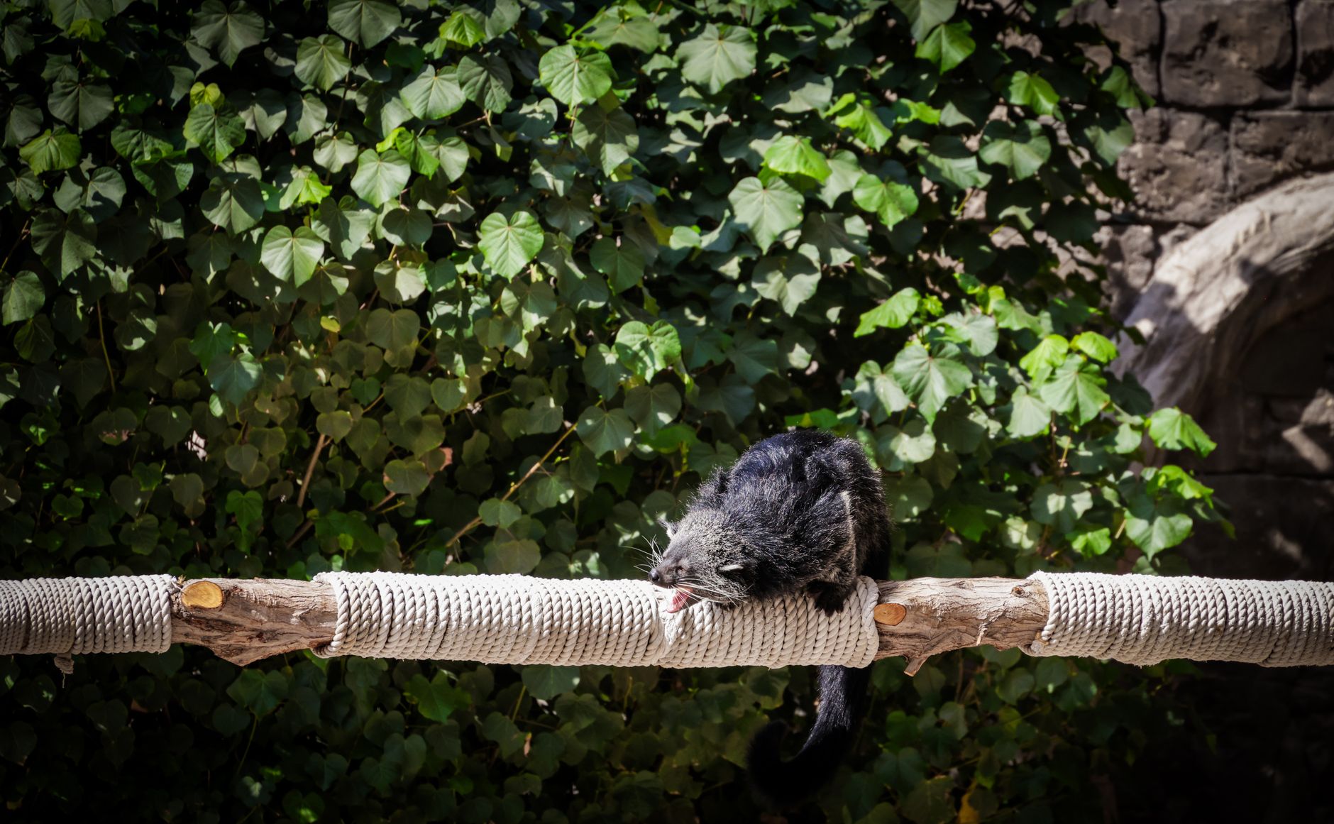 Bir binturong metal kafes içinde tırmanırken