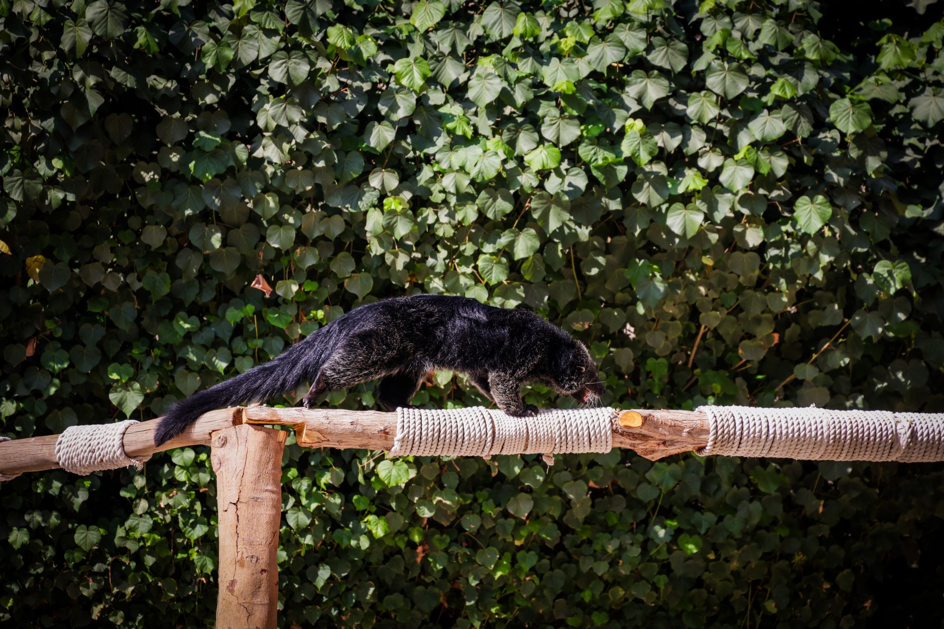 Binturong kafesinde ağa tırmanan hayvan