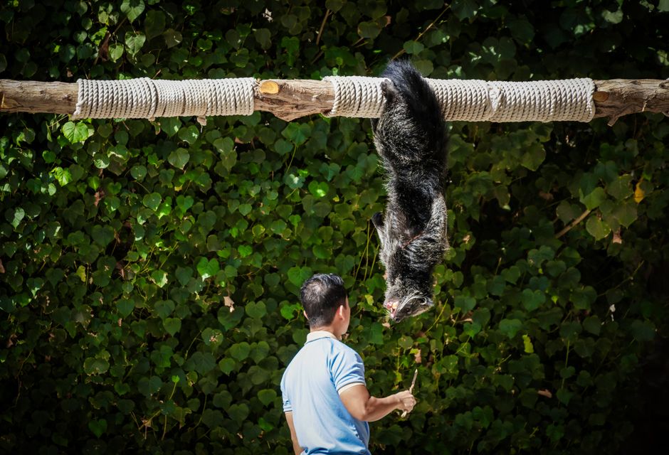 CJ Ilfov propune extinderea orei de educație despre animale în grădinițe