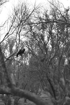 Black and white image of birds perched on trees capturing a serene winter forest scene.