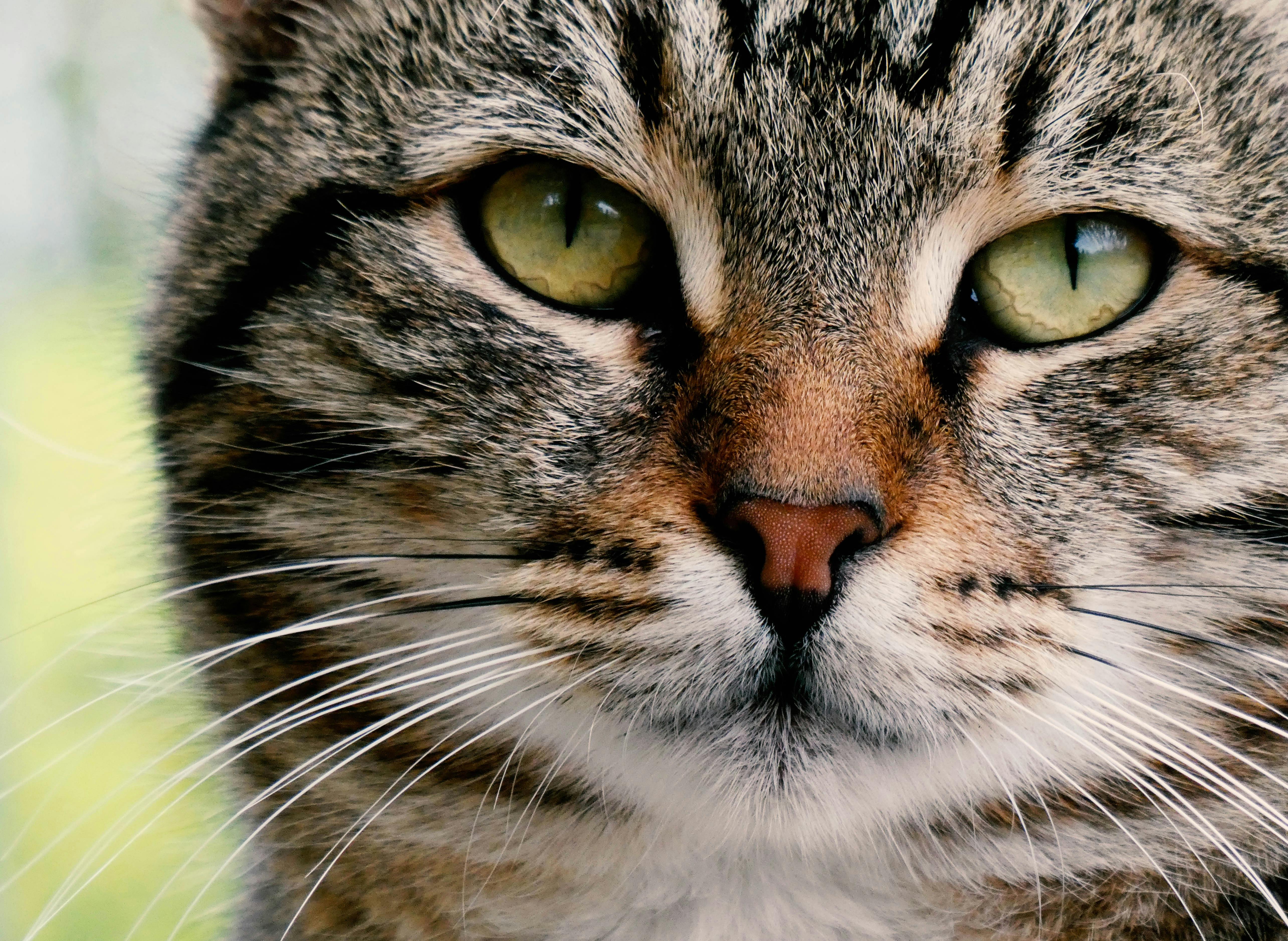 Cat staring at owner with judgmental expression, scientific graph overlay