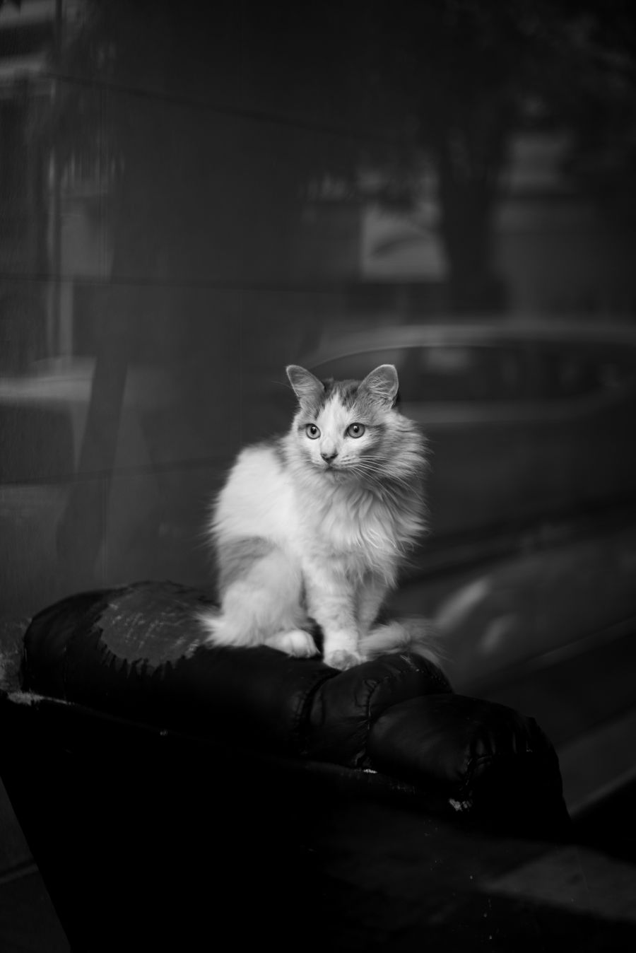 Calm cat sitting indoors near a window