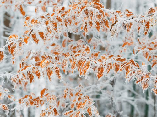 Free Close-up of vibrant orange leaves covered with delicate frost in a winter landscape. Stock Photo