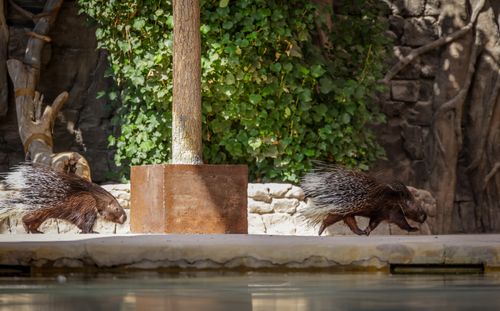 Free Two porcupines wander in a zoo setting, surrounded by natural elements. Stock Photo