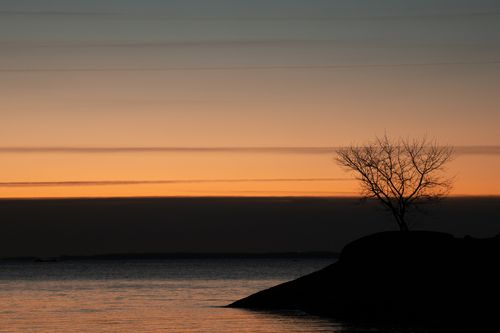 Free A breathtaking sunrise silhouette of a lone tree at Cove Island Park in Stamford, Connecticut. Stock Photo