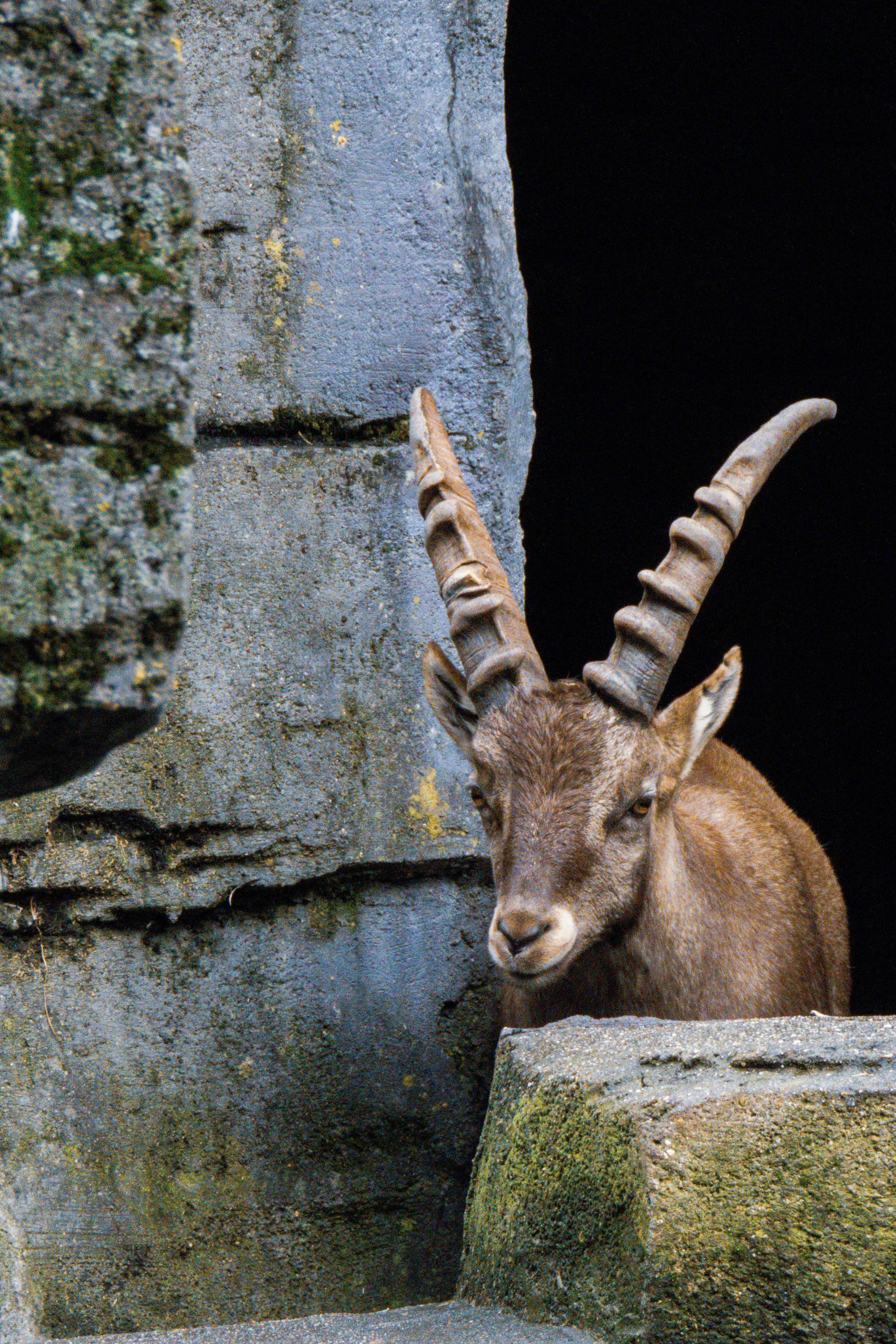 Gratuit Un bouquetin des Alpes jette prudemment un coup d'œil depuis l'entrée d'une grotte rocheuse escarpée, dans un cadre naturel. Photos