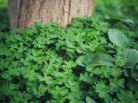 Close-up of lush green clover leaves in Algeria, ideal for natural backgrounds.